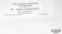 Puccinia hydnoidea image